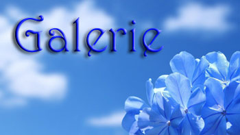GalerieBlueten