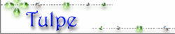Tulpe