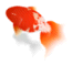 goldfish_icored